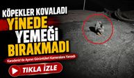 Karadeniz’de Ayının Görüntüleri Kameralara Yansıdı; Köpekler Kovaladı Yine de Yemeğini Bırakmadı
