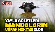 Ordu Yaylalarında Yağış Sonrası Oluşan Göletler Mandaların Serinleme Alanı Oldu
