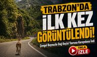 Trabzon’da İlk Kez Görüntülendi! Çengel Boynuzlu Dağ Keçisi Yavrusu Karayoluna İndi