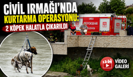 Ordu’da Mahsur Kalan Köpekleri İtfaiye Kurtardı
