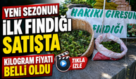 Giresun'da Yeni Sezonun İlk Fındığı Satışta: Kilogram Fiyatı Belli Oldu
