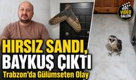 Hırsız Sandı, Karşısına Baykuş Çıktı: Trabzonlu Arıcının Gece Yaşadığı İlginç Anlar