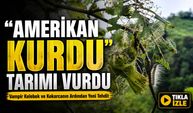 Vampir Kelebek Ve Kokarcadan Sonra Doğu Karadeniz’de Tırtıl Tehdidi