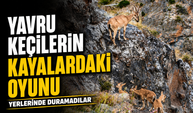 Gümüşhane’de Yavru Yaban Keçilerinin Oyunu Kamerada