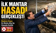 Başkan Kaya En Mutlu Köy’de İstiridye Mantarı Hasadına Katıldı