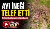 Gümüşhane’de İki Gündür Aranan İnek Ayı Saldırısında Telef Oldu
