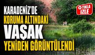 Koruma Altındaki Vaşak Bayburt’ta Yeniden Kameraya Yakalandı