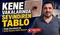Doğu Karadeniz’de Kene Sezonu Sakin Geçiyor: Vakalar Azaldı
