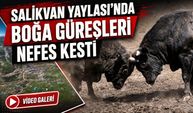 Artvin’in Salikvan Yaylası’nda Boğa Güreşleri Nefes Kesti; Binlerce Kişi Yaylada Buluştu