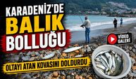 Karadeniz’de balık bolluğu başladı: Oltasını atan kovasını doldurdu