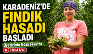Karadeniz'de Fındık Hasadı Başladı: Üreticinin Gözü Fiyatta