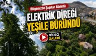 Gümüşhane’de doğa direği yuttu: Gören ağaç sanıyor