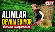 ÇAYKUR İkinci Sürgün Yaş Çay Alımında Kritik Seviyeye Ulaştı