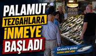 Balıkçılardan palamut için umutlandıran sözler: “O sene bu sene olacak”