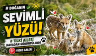 Bölgemizde Tilki Ailesi Kameraya Yakalandı: O Anlar Dikkat Çekti