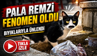 Samsun’un Bıyıklı Kedisi Fenomen Oldu: Adı “Pala Remzi”