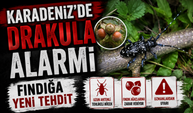 Karadeniz’de “Drakula” Alarmı: Fındık Bahçelerini Tehdit Ediyor
