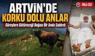 Boğa Güreşlerine Hazırlanıyordu: Artvin’de Yıllardır Beslediği 700 Kiloluk Boğa Bir Anda Saldırdı