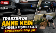 Trabzon’da Anne Kedi Otomobilin Peşinden Koştu: Gerçek Sonradan Ortaya Çıktı