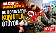Trabzon’da şaşırtan görüntü: Bu horozlar komutla ötüyor