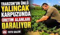 Trabzon’un Ünlü Yalıncak Karpuzunda Üretim Alanları Daralıyor