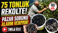 Gümüşhane’de aronya üretimi hızla büyüyor: 40 üretici sahada