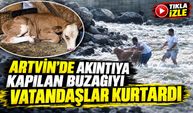 Artvin’de akıntıya kapılan buzağıyı vatandaşlar kurtardı