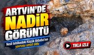 Artvin’de Umutlandıran Görüntü: Nesli Tehlikedeki Küçük Akbaba Yavrusuyla Ortaya Çıktı