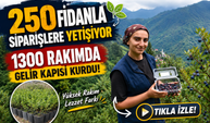 1300 Rakımda Gelir Kapısı Kurdu: 250 Fidanla Siparişlere Yetişiyor