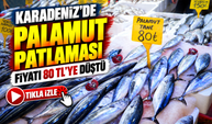 Karadeniz’de Palamut Patlaması: Fiyatı 80 Tl’ye Düştü