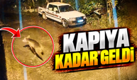 Arhavi’de Gece Yarısı Ayı Paniği: Evin Kapısına Kadar Geldi
