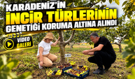 Karadeniz’in incir türlerinin genetiği koruma altına alındı