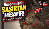 Bölgemizde şaşırtan misafir: Her akşam aynı eve geliyor