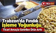 Trabzon’da fındıkta hasat bitti, işleme dönemi başladı