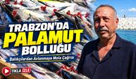 Trabzon’da Palamut Bolluğu Krize Döndü: Balıkçılardan Avlanmaya Mola Çağrısı