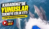 Karadeniz’de Yunuslar Tekneye Eşlik Etti; O Anlar Cep Telefonu Kamerasında