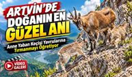 Artvin’de Doğanın En Güzel Anı: Anne Yaban Keçisi Yavrularına Tırmanmayı Öğretiyor