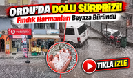 Ordu'da Dolu Sürprizi! Fındık Harmanları Beyaza Büründü