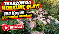 Trabzon'da Korkunç Olay! 184 Koyun Uçurumdan Yuvarlandı