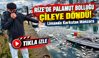 Rize'de Palamut Bolluğu Çileye Döndü! Limanda Korkutan Manzara