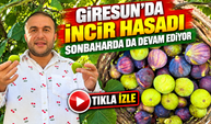 Giresun'da İncir Hasadı Sonbaharda da Devam Ediyor; Köylüler “Kış Boyunca İncir Yiyoruz” Dedi