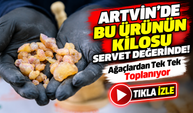 Artvin'de Bu Ürünün Kilosu Servet Değerinde!; Ağaçlardan Tek Tek Toplanıyor