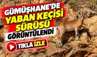 Yoldan Geçenler Gözlerine İnanamadı! Gümüşhane'de Yaban Keçisi Sürüsü Görüntülendi