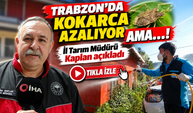 Trabzon'da Kokarca Azalıyor Ama…!; İl Tarım Müdürü Kaplan Açıkladı