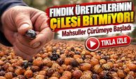 Fındık Üreticilerinin Çilesi Bitmiyor! Mahsuller Çürümeye Başladı