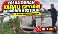 Yolda Duran Yaralı Geyiğin İmdadına Koştular; O Anlar Kameraya Yansıdı