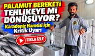 Palamut Bereketi Tehlikeye mi Dönüşüyor? Karadeniz Hamsisi İçin Kritik Uyarı