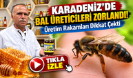Artvin Balında Büyük Düşüş! Üretim Rakamları Dikkat Çekti