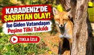 Bayburt'ta Şaşırtan Olay! İşe Giden Vatandaşın Peşine Tilki Takıldı