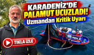 Karadeniz'de Palamut Ucuzladı! Uzmandan Kritik Uyarı